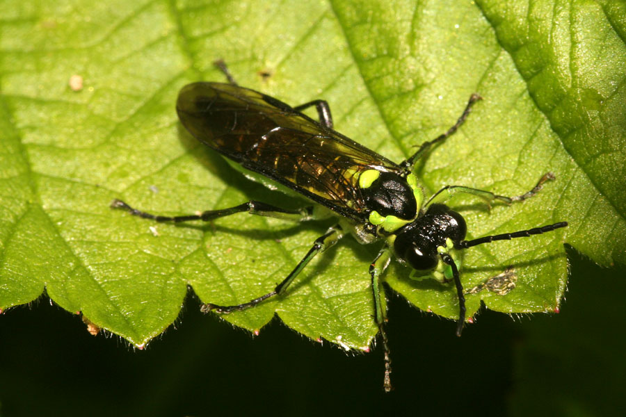 Imenotteri dell''Adamello